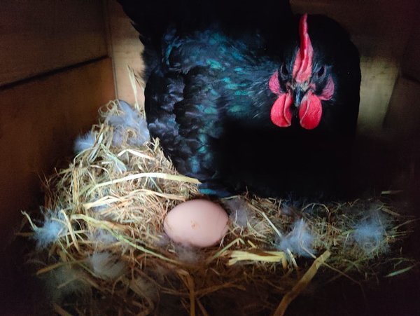 Pasture-raised live heritage chicken